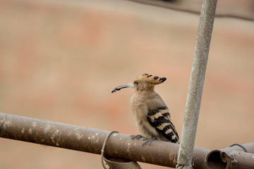 Eurasian Hoopoe