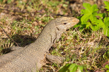 Bengal Monitor Lizard in the forest