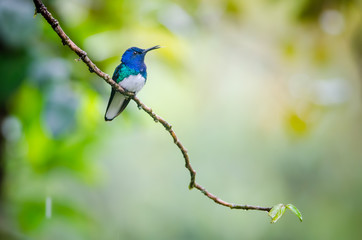 Naklejka premium White-necked Jacobin (Florisuga mellivora) - male, Rara Avis, Costa Rica