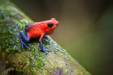 Fraise Poison-Dart Frog (Oophaga pumilio), Station biologique de La Selva, Costa Rica
