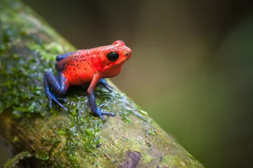 Papier Peint photo Lavable Grenouille Fraise Poison-Dart Frog (Oophaga pumilio), Station biologique de La Selva, Costa Rica