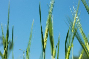 Фон колосьев пшеницы