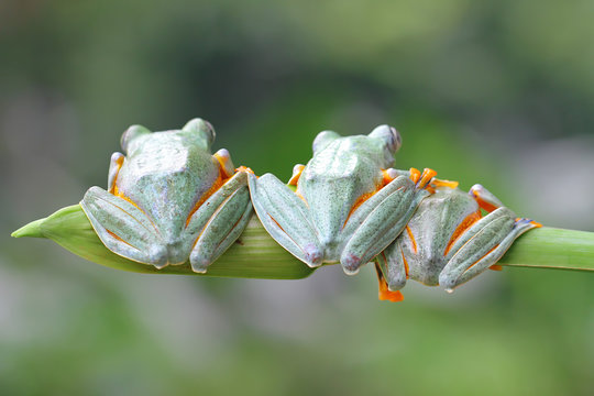 Three javan gliding Tree frogs sitting in a row, Indonesia