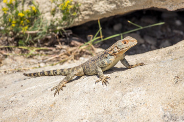 Obraz premium portrait of brown lizard on the rock, Georgia