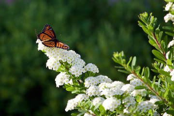 Obraz premium Butterfly on Bridal bush 