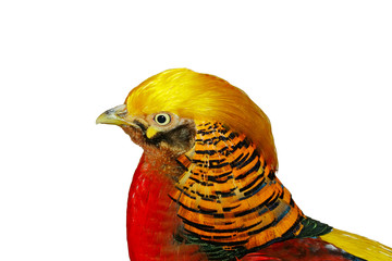golden pheasant