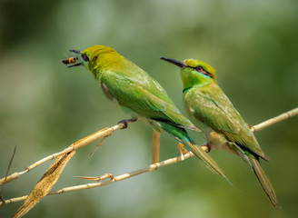 Little Green Bee Eater