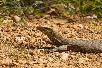 Bengal Monitor Lizard in the forest