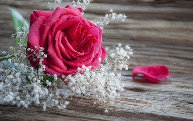 Rote Rose (Rosaceae) mit weißem Schleierkraut (Gypsophila paniculata) auf Treibholz / Holz Hintergrund 