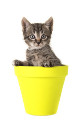 Tabby cat flower pot