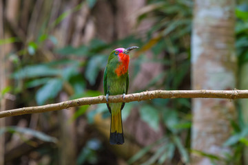 Red-bearded Bee-Eater perching on the branch