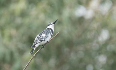 Fototapeta premium Pied King Fisher Bird