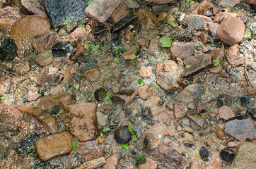 wet stones and sand on the ground near a small stream