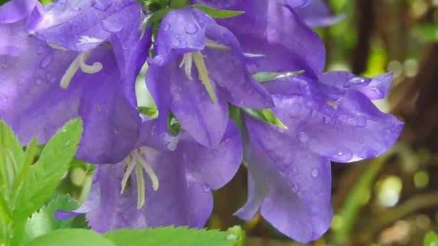 campanules en fleurs(4k)