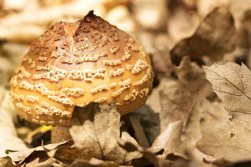 Blusher mushroom (Amanita rubescens) in the forest