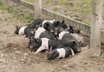 Saddleback piglets lying down in a muddy field.