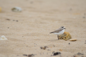 Gravelot à collier interrompu (Charadrius alexandrinus) 