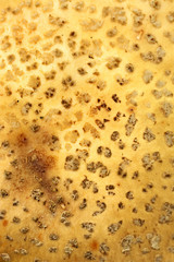 Cap of Blusher mushroom (Amanita rubescens) structure