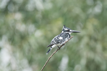 Pied King Fisher Bird