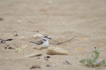 Gravelot à collier interrompu (Charadrius alexandrinus) 