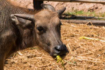 Buffalo, Buffalo Thailand, animals,close up eye ,close up eye,nose