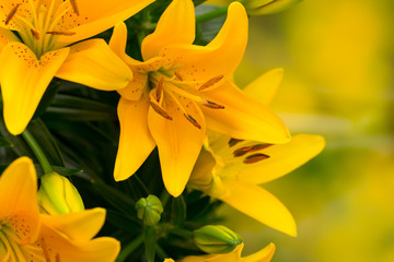Lily yellow flower with buds on a gray background.