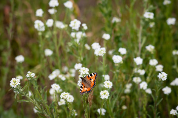 butterfly sits on a branch with little white flowers in the meadow a lot of free space road
