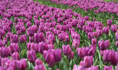 Fototapeta premium Lila Tulpen auf dem Blumenfeld