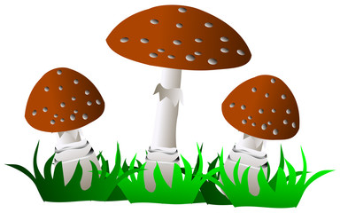 toadstool ,(Amanita pantherina)