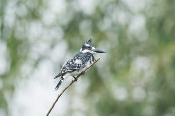 Pied King Fisher Bird