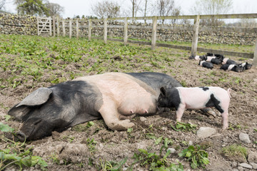 Fototapeta premium A large Saddleback pig lying down in a muddy field, while young piglets feed from her nipples