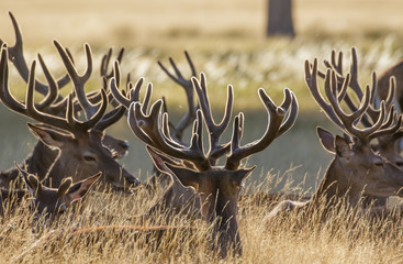 Red Deer stags (Cervus elaphus) resting in the long grass, with velvet antlers