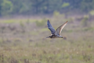 Eurasian curlew (Numenius arquata) flying low across the moorland.