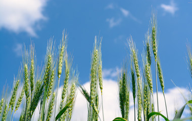 Fototapeta premium Ears of rye against the sky