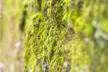 Steinmauer detailaufnahme