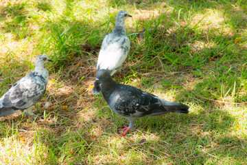 Fototapeta premium Dove walk in the park