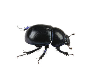 dung Beetle violet black on white background isolated