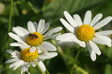 Obraz premium chamomile