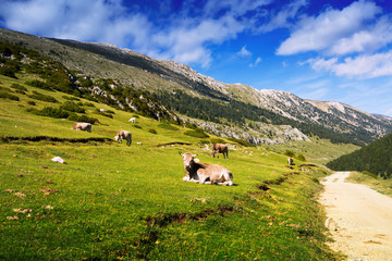 Fototapeta na wymiar Mountain meadow with cows