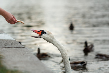 Fototapeta premium White swan on the river