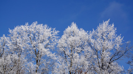winter's trees