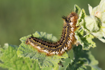 Fluffy spotted caterpillar crawling on a plant leaf.