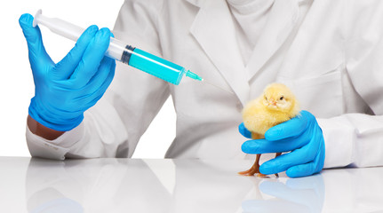 Veterinarian make injection to small yellow chicken with syringe