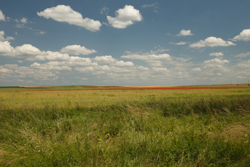 Summer Wild field with green grass and poppies on a background of the sky
