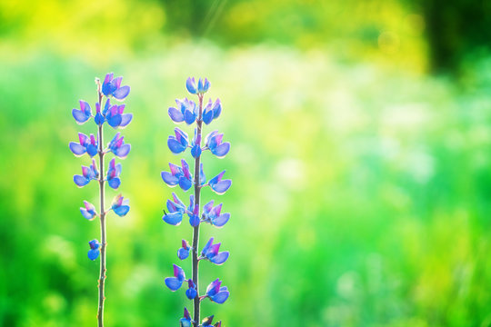 Violet lupine flowers
