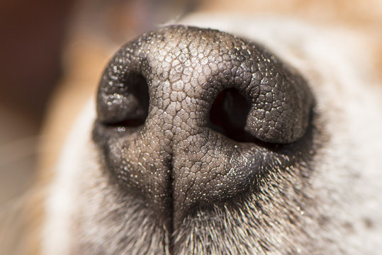 Hund mit Wechselnase Stock-Foto | Adobe Stock
