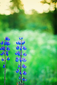Violet lupine flowers