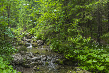 Obraz premium Mountain stream in the Polish mountains - Tatra Mountains. Tatra