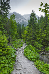 Fototapeta premium Tatra Mountains. Tatra National Park
