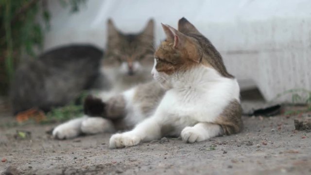 Cats lying down on ground. Portrait of the cat resting